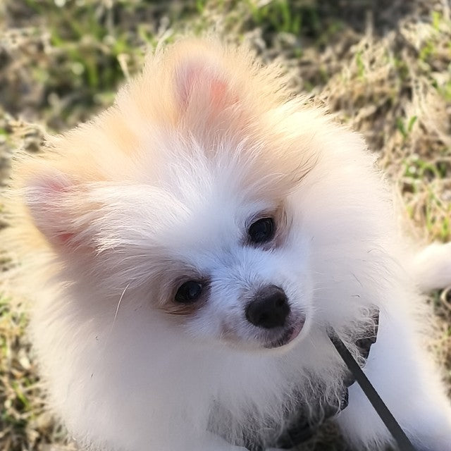 Yako, petit chien crème