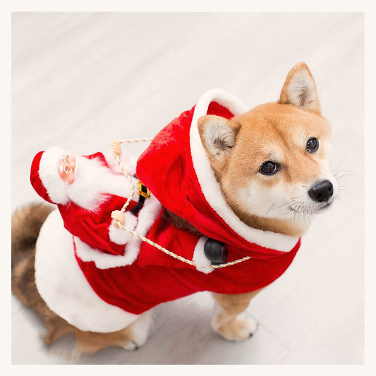 Shiba portant le costume de père Noël