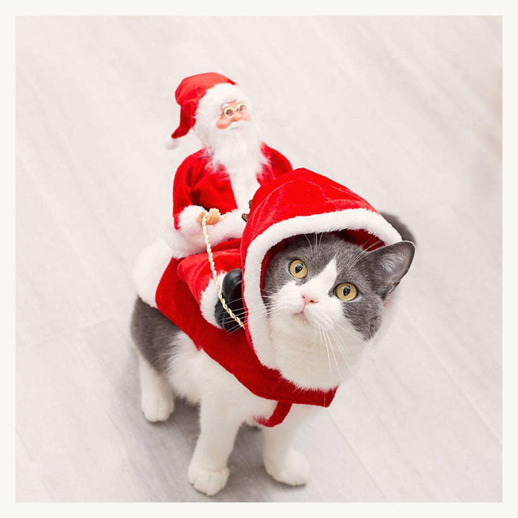 Chat portant le costume de père Noël