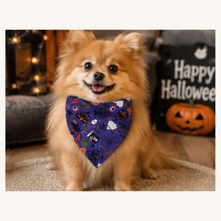 Poméranien portant un bandana d'Halloween violet