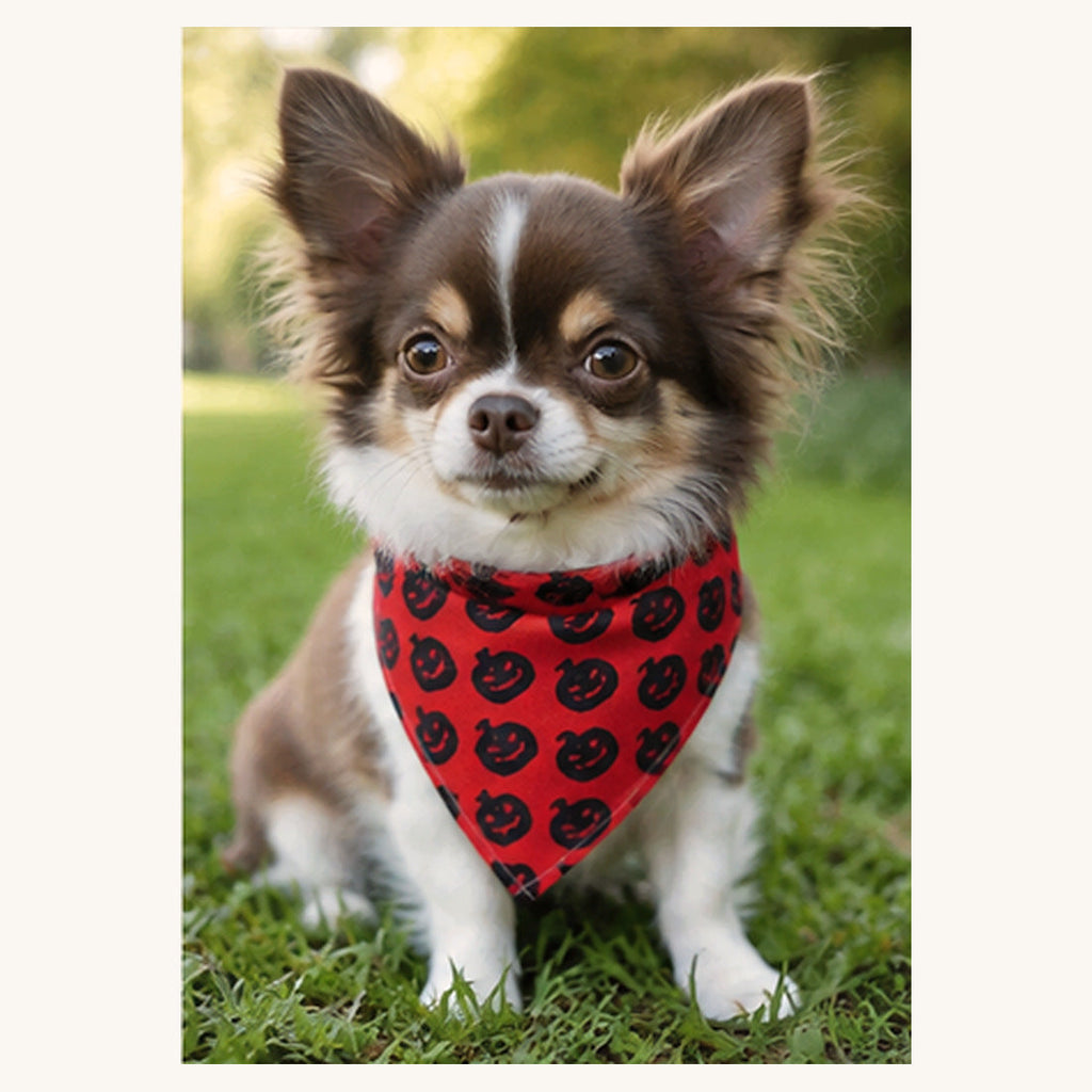 Chihuahua à poil long portant un bandana rouge