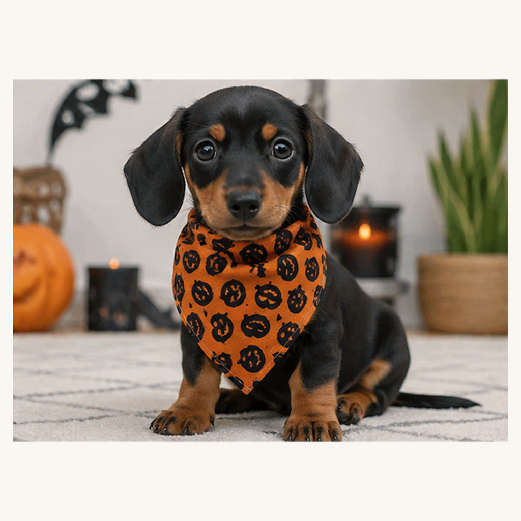 Teckel portant un bandana à citrouilles