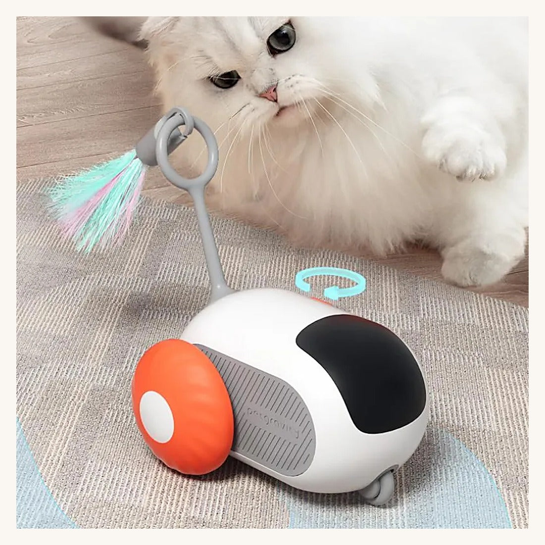 Un chat qui observe la voiture télécommandée
