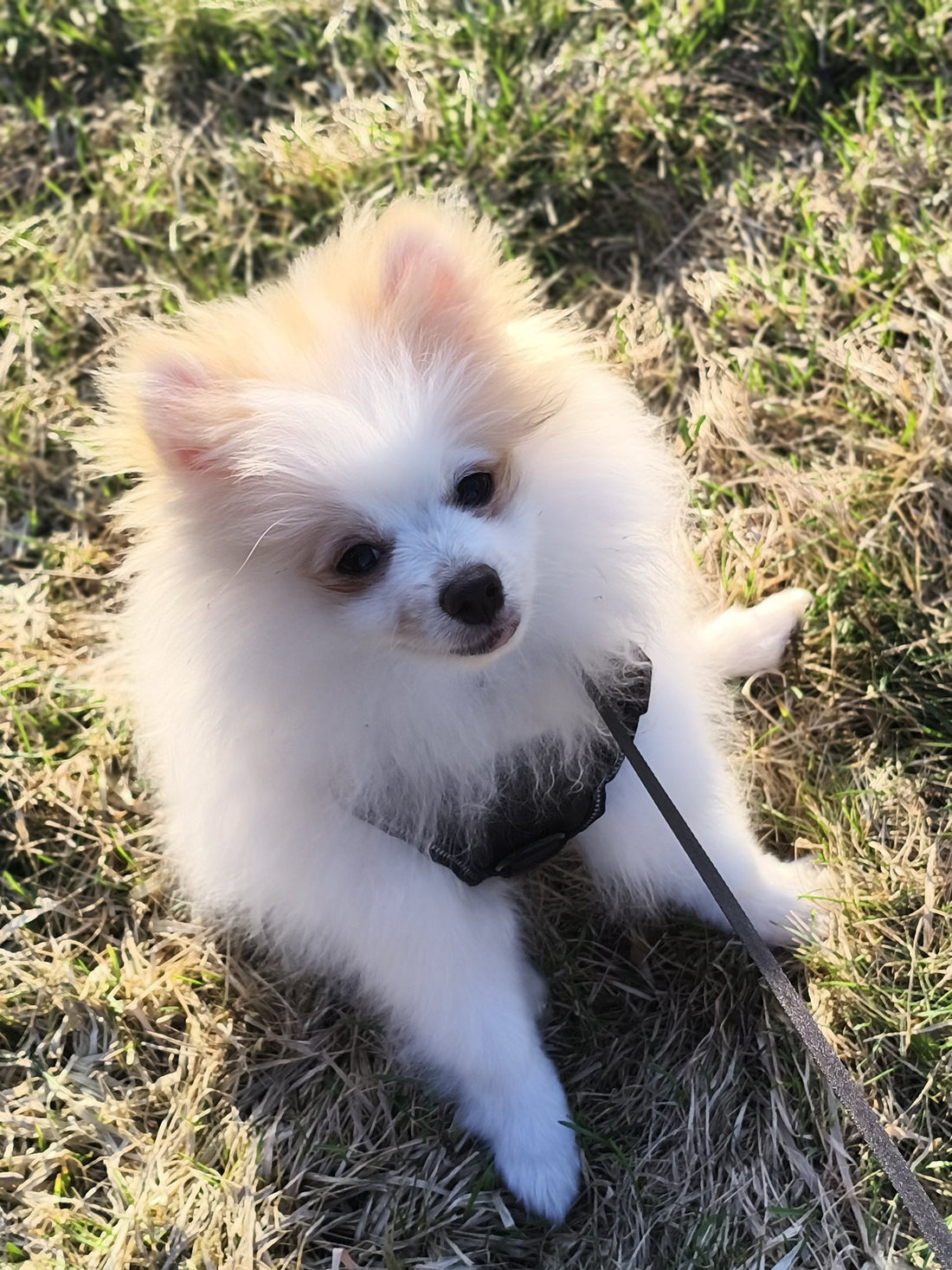 Petit chien à poil long en plein air