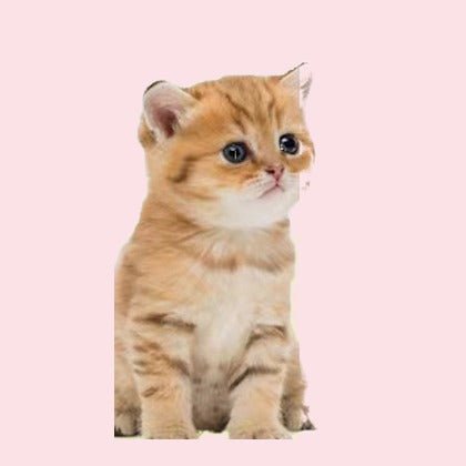 Chaton roux
