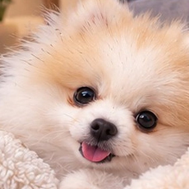 Yako, petit chien crème