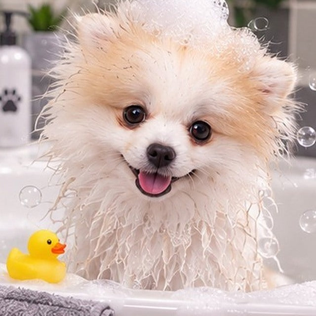 Yako, petit chien crème