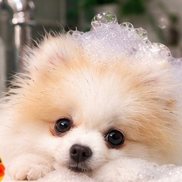 Yako, petit chien crème