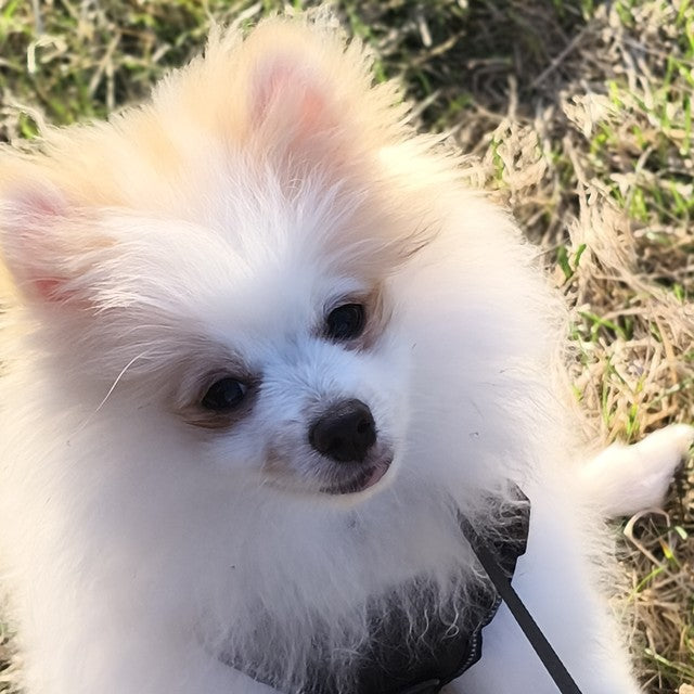 Yako, petit chien crème