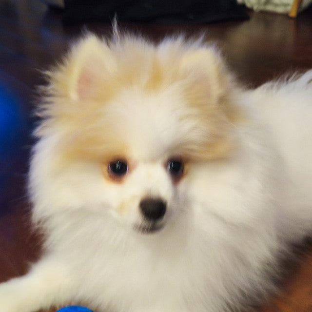 Yako, petit chien crème