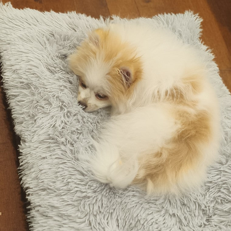 Poméranien crème installé sur une couverture à motifs de pattes